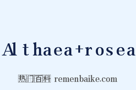 Althaea+rosea是什么意思的图片